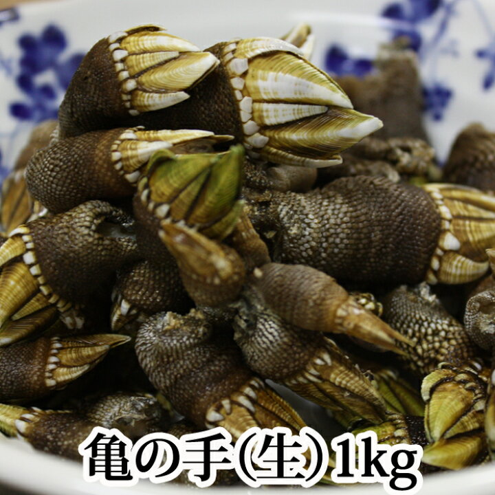 楽天市場 亀の手 生 1kg カメノテペルセベスかめのて鷹の爪 愛媛県産 香川県産 愛知県産のいずれか 塩ゆで味噌汁バーベキューにも 瀬戸内たいたいｃｌｕｂ