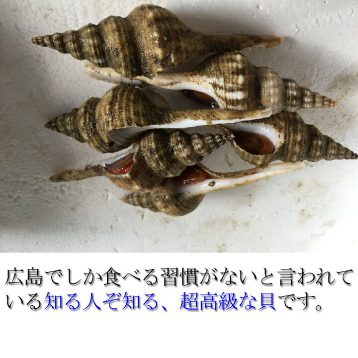 楽天市場 よなき貝 500g 夜泣き ヨナキ 貝 広島 でしか食べる習慣がない貝 高級 瀬戸内たいたいｃｌｕｂ