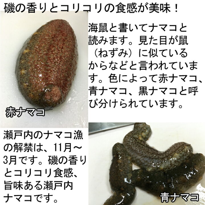 楽天市場 冬季限定 青なまこ 活き 1kg 瀬戸内海産 ナマコ 海鼠 青 生 瀬戸内たいたいｃｌｕｂ