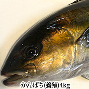 かんぱち 魚の通販 価格比較 価格 Com