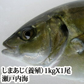 『シマアジ 1kg（瀬戸内海産）養殖』【アラ付き】鮮魚 生魚 （しまあじ 島あじ 島アジ 島鯵 沖アジ 沖あじ 活き締め 刺身 寿司 カルパッチョ 恵方巻）