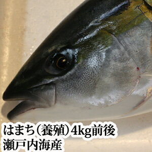 w{B ͂܂ (n}`) 1 4kg ˓CYxyz(N  hg  j j)