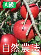 【A級品つがる10kg】竹嶋農園の自然農法りんごつがる＜「10kg箱」入り＞【冷蔵便送料込/※沖縄・九州・中…