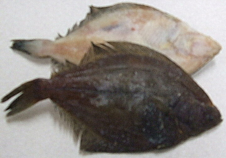 楽天市場 冷凍 橘水産 浅羽カレイ 干物 北海道産 無添加 無着色 冷凍品のみ 円以上のご注文で 冷凍便 の送料が無料となります 自然食品のたいよう