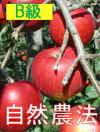 【B級品つがる5kg】竹嶋農園の自然農法りんごつがる「5kg箱」入り【冷蔵便送料込/※沖縄・九州・中四国は…