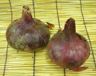 【西日本産】有機、または自然農法　赤玉ねぎ　約250g～300g（1～2個）