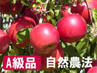 【A級品紅玉9kg】竹嶋農園の自然農法りんご紅玉「9kg箱」入り☆ぜひ皮も食べてください。/有機同等 果物…