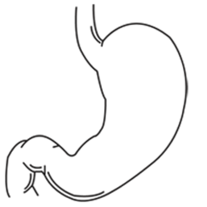 楽天市場 人体図イラスト 胃 スーパーパインスタンパー印面サイズ49 51mm タイヨートマー楽天市場店