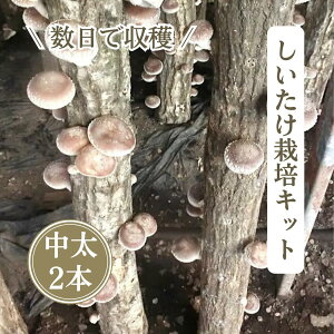 y_ƒz͂A`2TԂŎnł錴 ͔|Lbg iE90cmz_؁E2{j _sgpi_j 40Nȏ̌o̂_Ƃ͔|}j