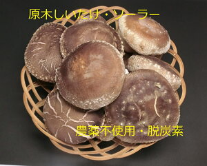 y_ƒzyIizؐ1kg 2Zbgp   _sgp Y 傫 ő  W{VC^P Yn Yn ʔ Y _̂HׂC