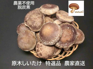 y_ƒzyIiz470N̓`E_ ؂ (őj1kg Y ő N[փT[rX Mtg  o[xL[ Ă̂ _sgp W{VC^P 