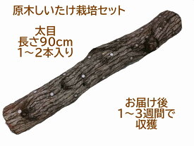 【農家直送】お届け後、数日～2週間で収穫できる原木 しいたけ栽培キット（太めホダ木1本入り。太め10cm以上）農薬不使用 40年以上の経験を持つ現役のしいたけ農家が書いた栽培マニュアル付き。原木シイタケ 栽培セット 原木椎茸 通販 AL1