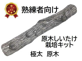【農家直送】原木 しいたけ栽培キット CLL1（超太め・ホダ木1本入り）【やる気のある方、熟練者向け】収穫の時期をコントロール！ 特大しいたけにも挑戦 農薬不使用 40年以上の経験を持つ現役のしいたけ農家作成の栽培マニュアル付き 原木シイタケ 栽培セット 原木椎茸