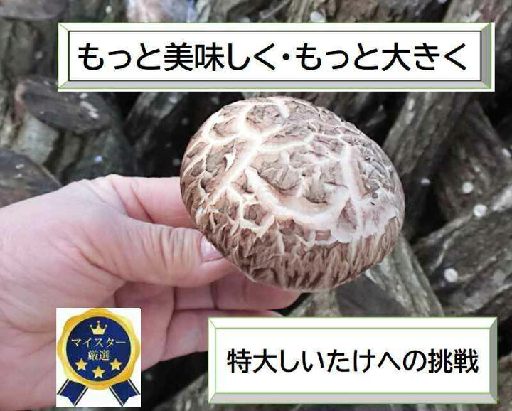 楽天市場】【期間限定ポイントUP！】原木 しいたけ栽培キット（太 