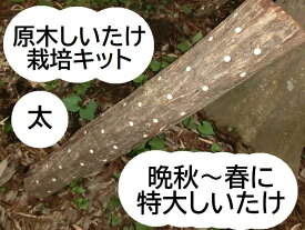 【期間限定ポイントUP！】原木 しいたけ栽培キット（太・ホダ木1~3本）もっと美味しく、もっと大きく やる気のある方向け 農薬不使用 40年以上の経験を持つ現役の椎茸農家作成の栽培マニュアル付き シイタケ ホダ木【農家直送】【産地直送】【収穫時期は晩秋～翌春】