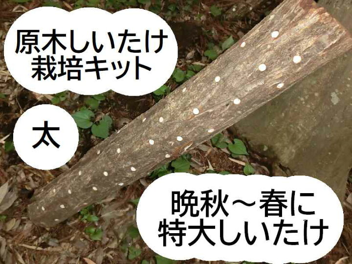 楽天市場】【期間限定ポイントUP！】原木 しいたけ栽培キット（太 