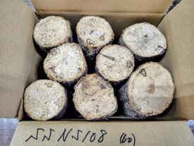 オオクワガタ 産卵木 コナラ 極細 8本入り 農薬不使用 国産原木使用 長さ約14cm、太さ約8cm以下 関東甲信越南東北は送料無料 北東北以北、関西以西の場合、別途送料（100円～）がかかります 朽木 飼育材 NSS108