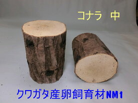 オオクワガタ 産卵木 コナラ 長さ約14cm 細,中,太 ,極太 バラ売り それぞれを組み合わせて複数本のご購入の場合、合計3980円以上は送料無料 【他商品と合わせてご購入いただいた場合、送料は別途請求させていただきます】