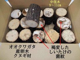 【2箱ご注文で昆虫マットが無料！】オオクワガタ 産卵木 クヌギ 中・箱入り（13~17本） 農薬不使用 国産原木 長さ約14cm、太さ9~11cm【約10年ぶりの販売再開！】KM1Box 、2mat【農家直送】朽ち木 飼育材