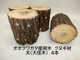 オオクワガタ 産卵木 クヌギ 太 2～4本入り 農薬不使用 国産原木使用 長さ約14cm、太さ約11～14cm　北東北以北、関西以西の場合、別途送料（100円～）がかかります 朽木 飼育材 KL1