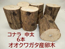 オオクワガタ 産卵木 コナラ 中 6本入り 農薬不使用 国産原木使用 長さ約14cm、太さ9～11cm　北東北以北、関西以西の場合、別途送料（100円～）がかかります 朽ち木 飼育材 NM106