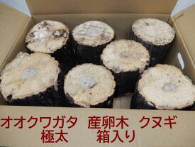 【2箱ご注文で昆虫マットが無料！】オオクワガタ 産卵木 クヌギ 極太・箱入り（6～7本） 農薬不使用 国産原木長さ約14cm、太さ約13cm～17cmくらい　【約10年ぶりの販売再開！】飼育材 くち木 KLL1Box、2mat