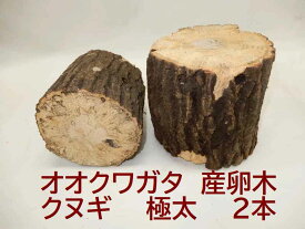 オオクワガタ 産卵木 クヌギ 極太2本 農薬不使用 国産原木 長さ約14cm、太さ約13cm～17cmくらい　【約10年ぶりの販売再開！】飼育材 北東北以北および関西以西は別途送料100円～かかります くち木 朽ち木 朽木 KL102