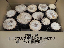 【お買い得】オオクワガタ 産卵木 クヌギ 訳アリ 細～太混じり 芯やシミの多いもの混じり 箱入り（12~18本） 農薬不使用 国産原木 長さ約14cm、【約10年ぶりの販売再開！】【農家直送】朽ち木 飼育材 遠方の場合、送料（100円～）がかかります。