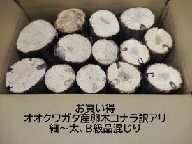 【お買い得】オオクワガタ 産卵木 コナラ 訳アリ 細～太混じり 12～18本入り 正規品に加えて芯やシミなどが多いものが混じっています 朽木 農薬不使用 国産原木 長さ約14cm【約10年ぶりの販売再開！】遠方の場合、送料（100円～）がかかります