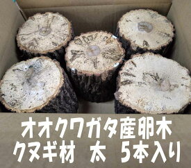 オオクワガタ 産卵木 クヌギ 太 5本入り 農薬不使用 国産原木使用 長さ約14cm、太さ約11～14cm　北東北以北、関西以西の場合、別途送料（100円～）がかかります 朽木 飼育材 KL1