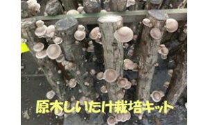 y_ƒz͂A`2TԂŎnł錴 ͔|Lbg A S1  z_1{ׂ ̏ꍇAʓr܂ _sgpB40Nȏ̌o̂