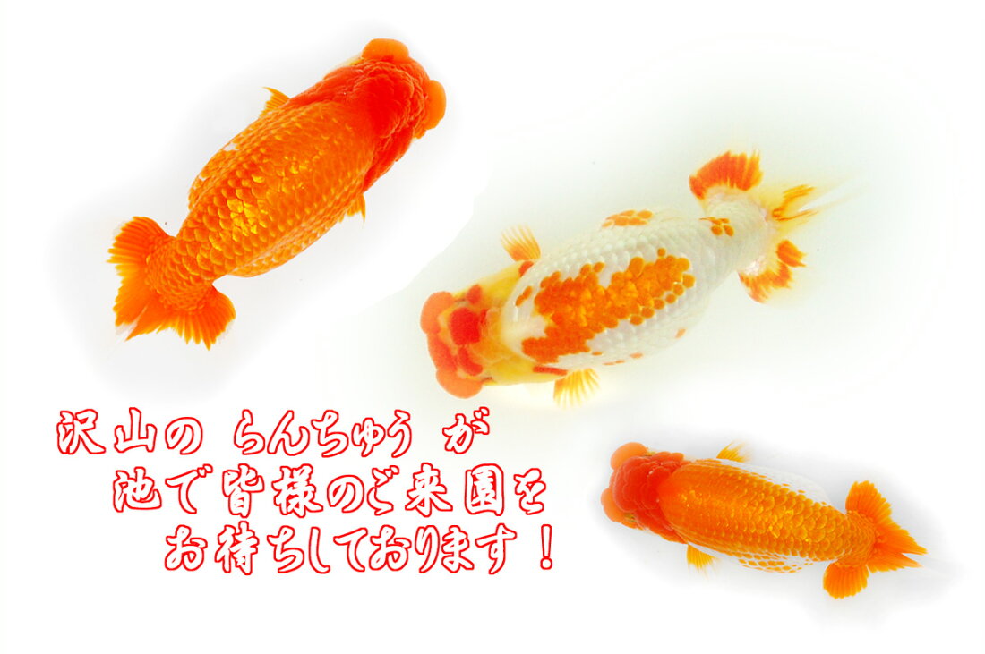 楽天市場 | 高橋らんちゅう養殖園 - 趣味の金魚 らんちゅう専門 昭和3 