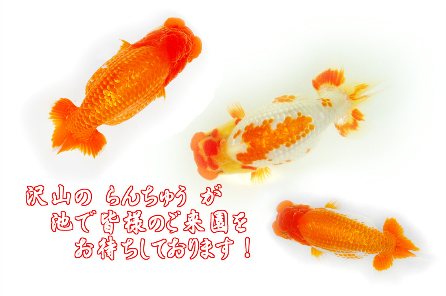 楽天市場 | 高橋らんちゅう養殖園 - 趣味の金魚 らんちゅう専門 昭和3 