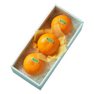  Vh Ε Mtg 蕨 t[c j a j  g܂ǂ3 #29100