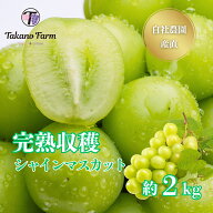 【スーパーセール 15%OFF 】【2026年先行予約販売】山梨 完熟収穫シャインマスカット 約2kg Takano Farm …