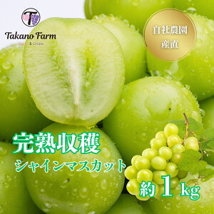 【10/10まで20%OFF】山梨 完熟収穫シャインマスカット 約1kg 【2026年発送】TakanoFarm タカノ