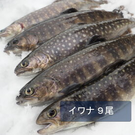 イワナ9尾入り 岩魚 渓流 川魚 BBQ 新潟 魚沼 送料無料 ギフト 塩焼き 冷凍 9尾セット 食材 鱒