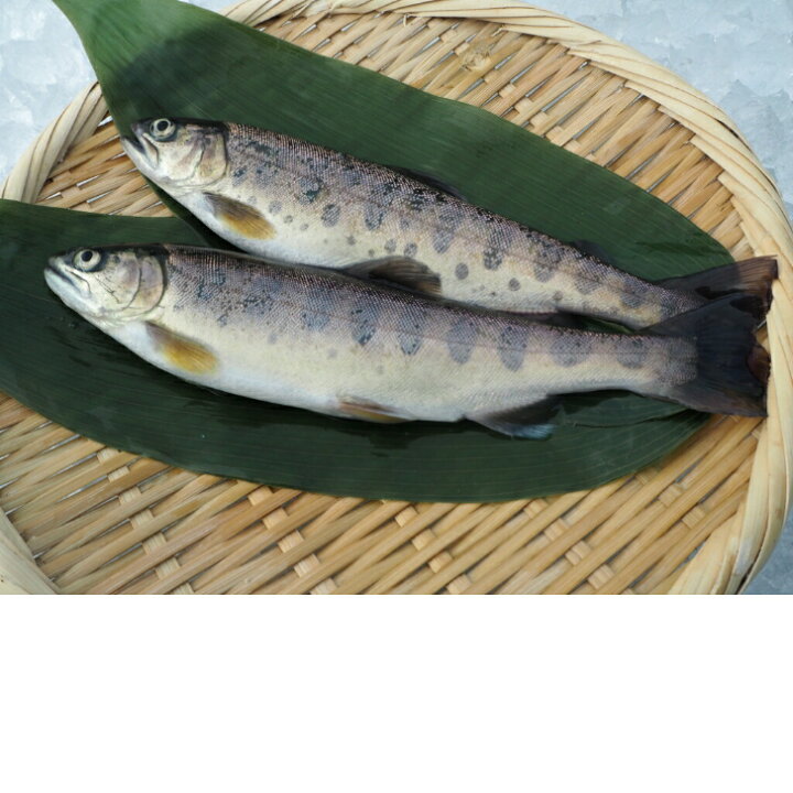 楽天市場】ヤマメ9尾入り 山女 渓流 女王 川魚 BBQ 新潟 魚沼 送料無料 