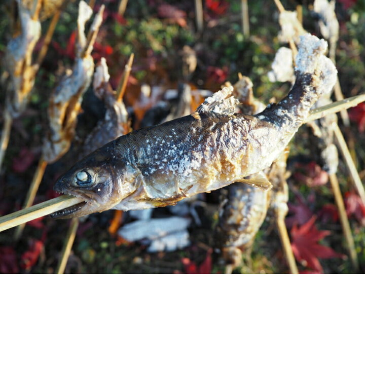 楽天市場】ヤマメ9尾入り 山女 渓流 女王 川魚 BBQ 新潟 魚沼 送料無料 