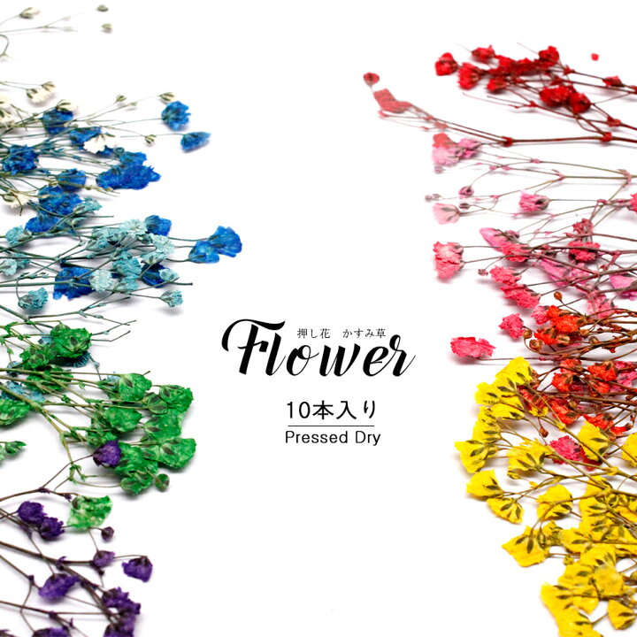 楽天市場 押し花 ドライフラワー 着色かすみ草10本入り メール便対応 ネイルアート Uvレジン タカラネイル Takaranail