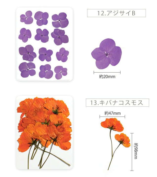 楽天市場】押し花 ドライフラワー 野草 レジン封入 ナチュラル 