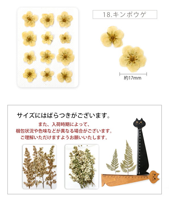 楽天市場】押し花 ドライフラワー 野草 レジン封入 ナチュラル 
