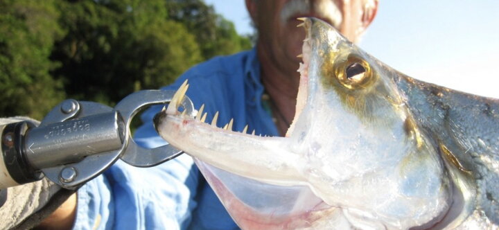 楽天市場 Boga Grip ボガグリップ 30lb フィッシュグリップ 魚つかみ ステンレス 頑丈 錆びない バス釣り 船釣り シーバス タイ チヌ シイラ ヒラマサ カツオ ブリ等 ランディングツール 計測器具 Igfa アメリカ製 Takataya Japan 楽天市場店