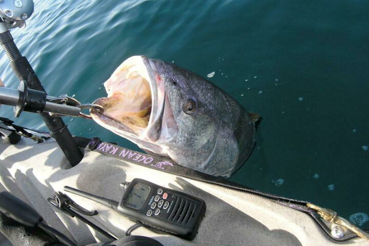 楽天市場 クーポン配布中 エントリーしてポイント 5倍 Boga Grip ボガグリップ 15lb 3000 フィッシュグリップ 魚つかみ ステンレス 頑丈 錆びない バス釣り ブラックバス シーバス タイ チヌ トラウトなど ランディングツール 計測器具 Igfa世界記録申請