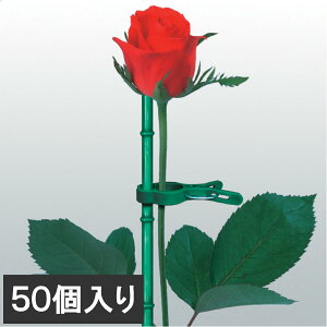 T|[gNbvM[ 50 Œ s c | K[fjO U c^ x   oh