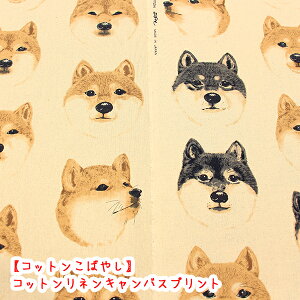 yRbg΂₵zwČxRbglLoXvgn/k/l/Č//Rbg΂₵/Ȗ/l