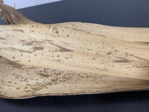 JV_P@2(51~55.5)×10`12Z`@؂܂@ɂ