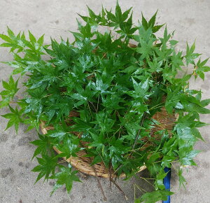 Y@݂@}́@30cm`35cm×5