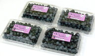 【朝摘み・無農薬・完熟】生 ブルーベリー1000g（7月下旬より発送）