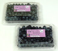 【朝摘み・無農薬・完熟】生 ブルーベリー500g（7月下旬より発送）